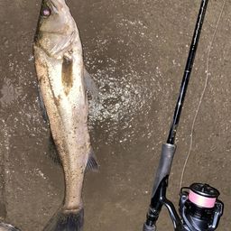 岩淵水門の釣果・釣り場情報 2025年最新- アングラーズ釣果600万件の魚釣り情報サイト