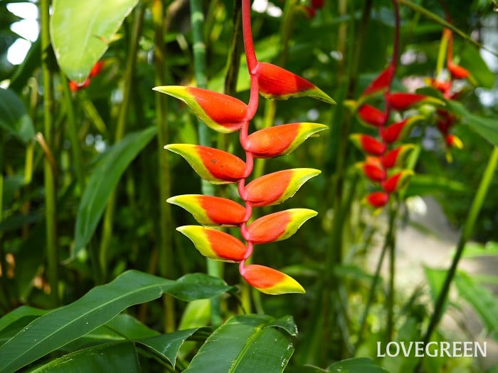 南アメリカ12カ国 国名と首都一覧 地図付き無料学習＆問題プリント中学地理yattoke 無料プリント