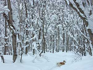 ニセコでアウトドア三昧 その１ 半月湖へトレッキング道草日記