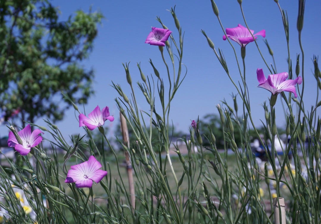 中川やしおフラワーパークに行ってみました 2023年7月7日 ＆埼玉屋南雲の白玉あんみつオススメです♪けいろぐさんぽ