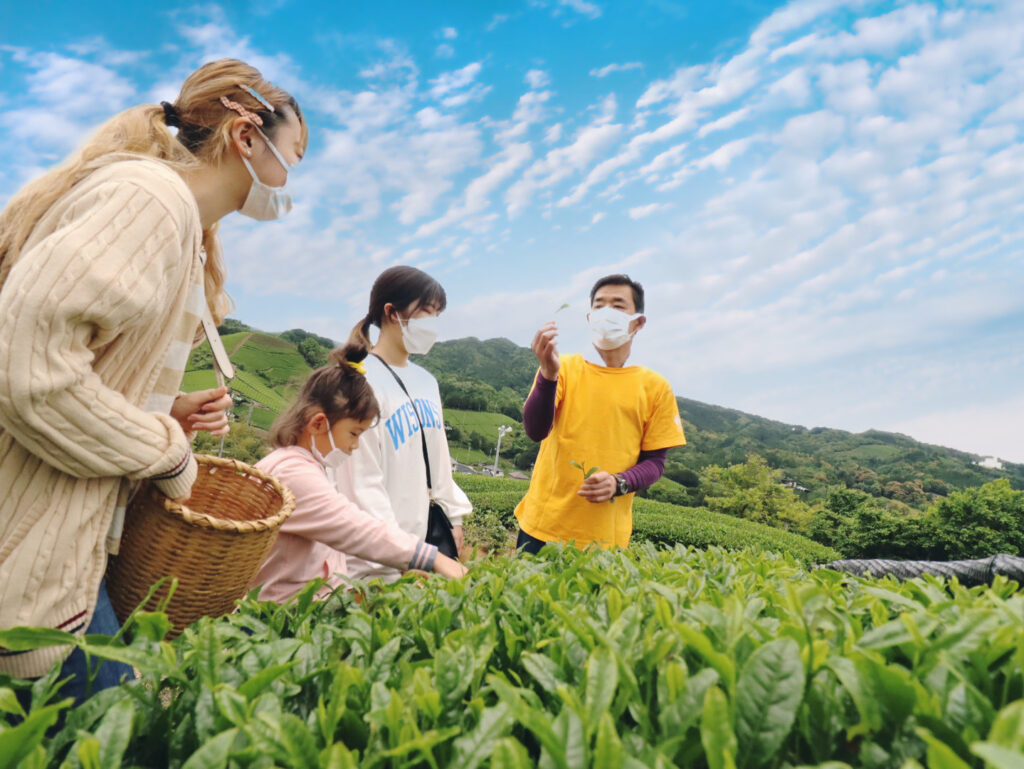 茶摘み体験 - 伊豆の国市「蔵屋鳴沢」反射炉と地ビールとお茶の直売