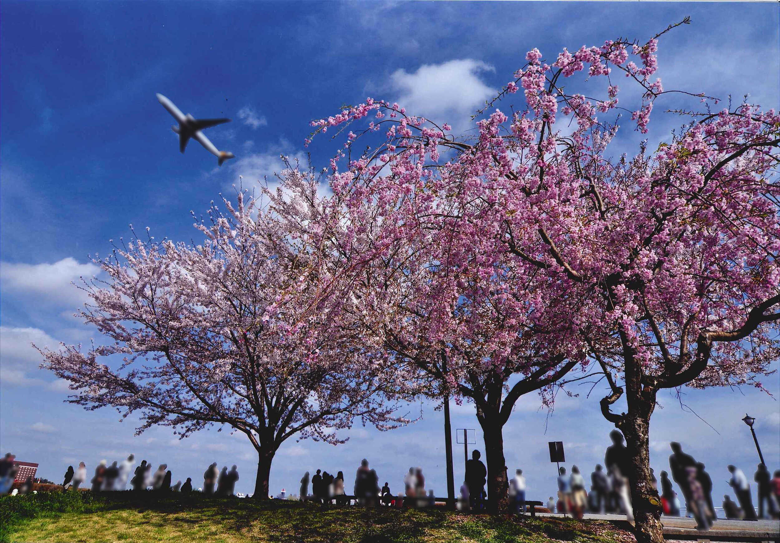 東京都の桜並木＆桜トンネル名所2025