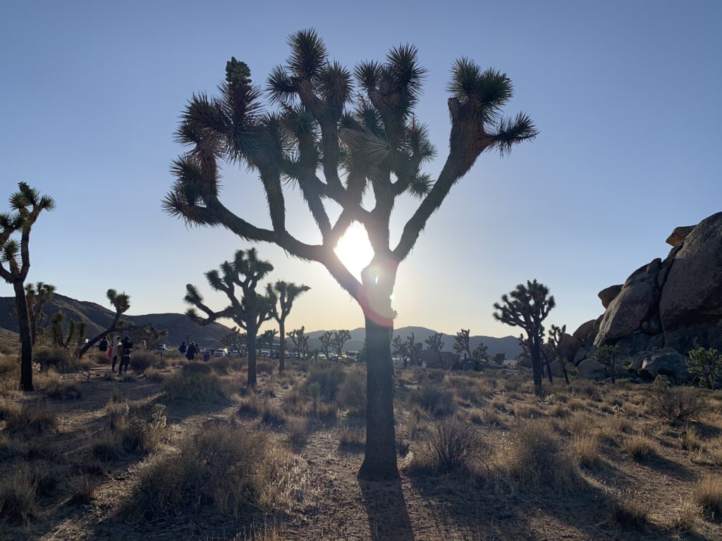 ジョシュアツリー国立公園の奇岩Link-USA アメリカの旅行・観光の情報サイト
