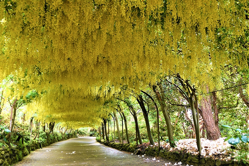 ウェールズ 英国 旅行・ツアー・観光特集