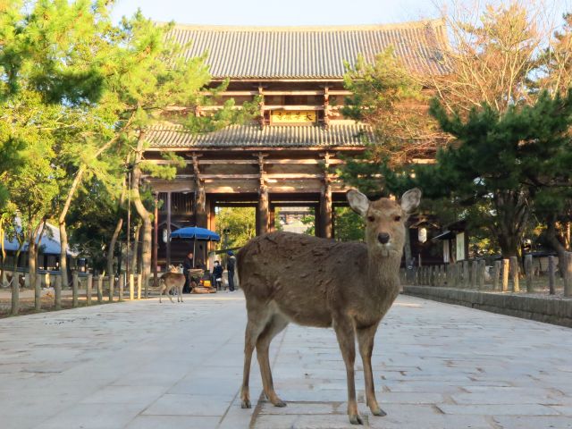春日大社から徒歩で東大寺へ！鹿とのふれあい＆大仏様の大きさに感動！奈良公園めぐり②キマタビ