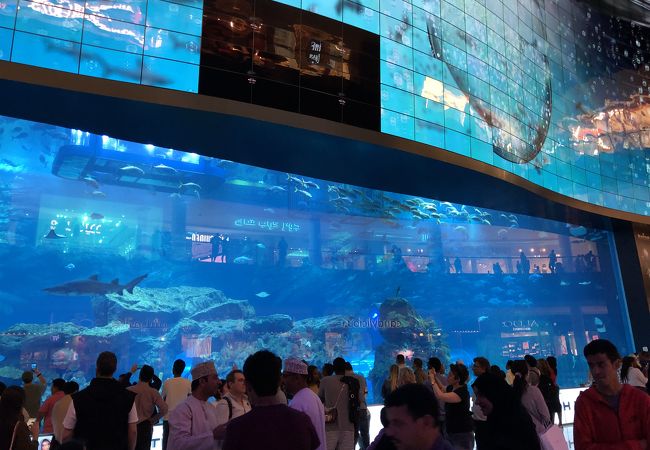 ドバイ水族館 ドバイ モールを彩る巨大水槽 幅32メートルの青き壁 ドバイ旅行記