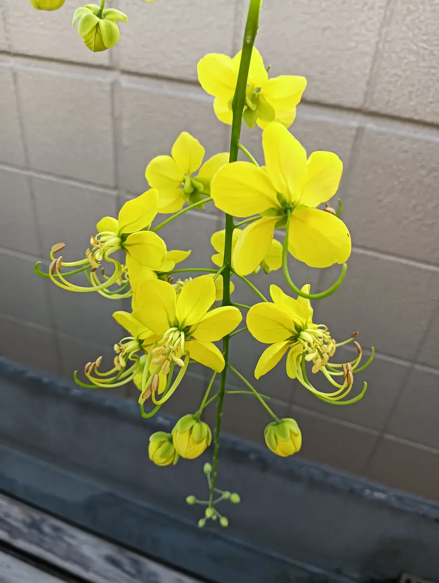 ナンバンサイカチ 南蛮皀莢ケア, 特徴, 花,