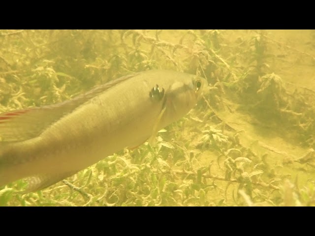 アマゾンの水中林写真アールクリエーション