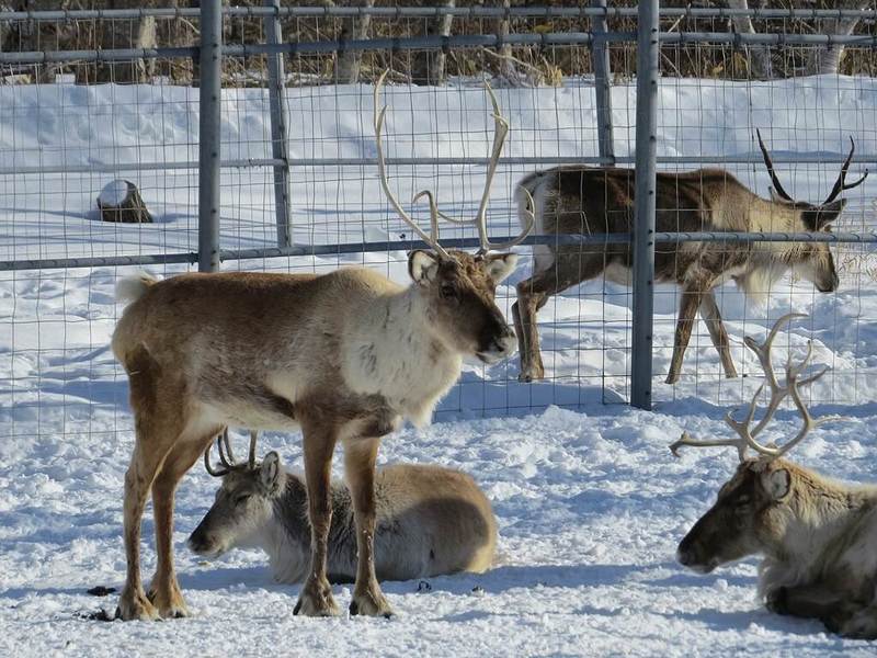 ソリ🛷引きトレーニングを始めたダイちゃん この前はロープに繋ぐと思い切りイヤイヤになって暴れたけれど、今回は比較的大人しいです。 これぐらいのサイズの トナカイは、狭いスペースに追い込み、投げ縄を投げ、角にかけて捕まえます。