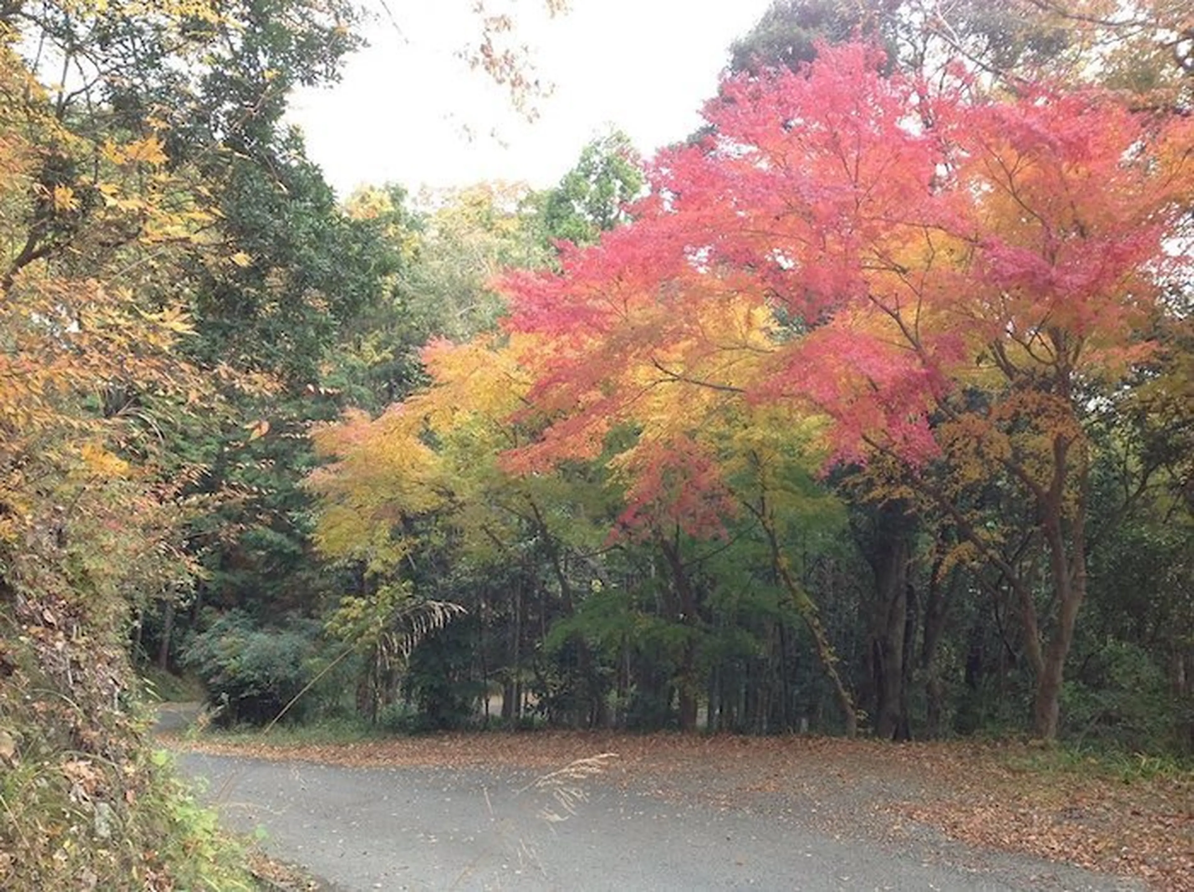 広い・安い・美しい 浜松がほこる三拍子そろった「渚園キャンプ場」徹底レビュー！ – キャンプクエスト