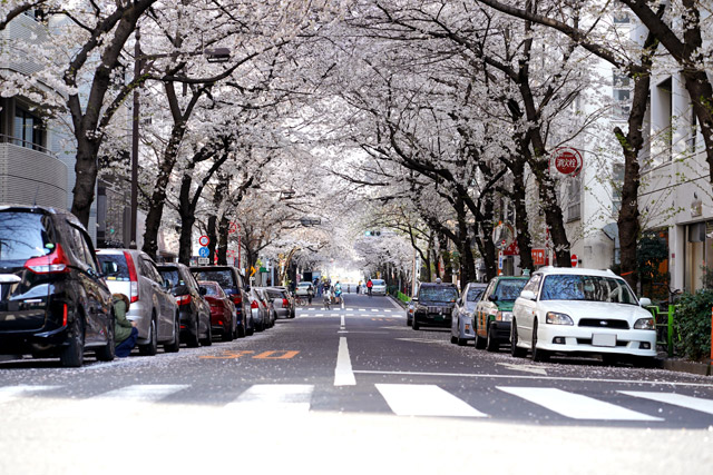 車旅 車だから行ける！ 穴場のお花見ドライブデートスポット5選