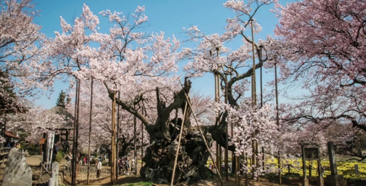奥矢作湖畔桜並木 恵那市- お花見2025 -