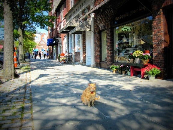ニューヨーク郊外の住宅地の日常生活