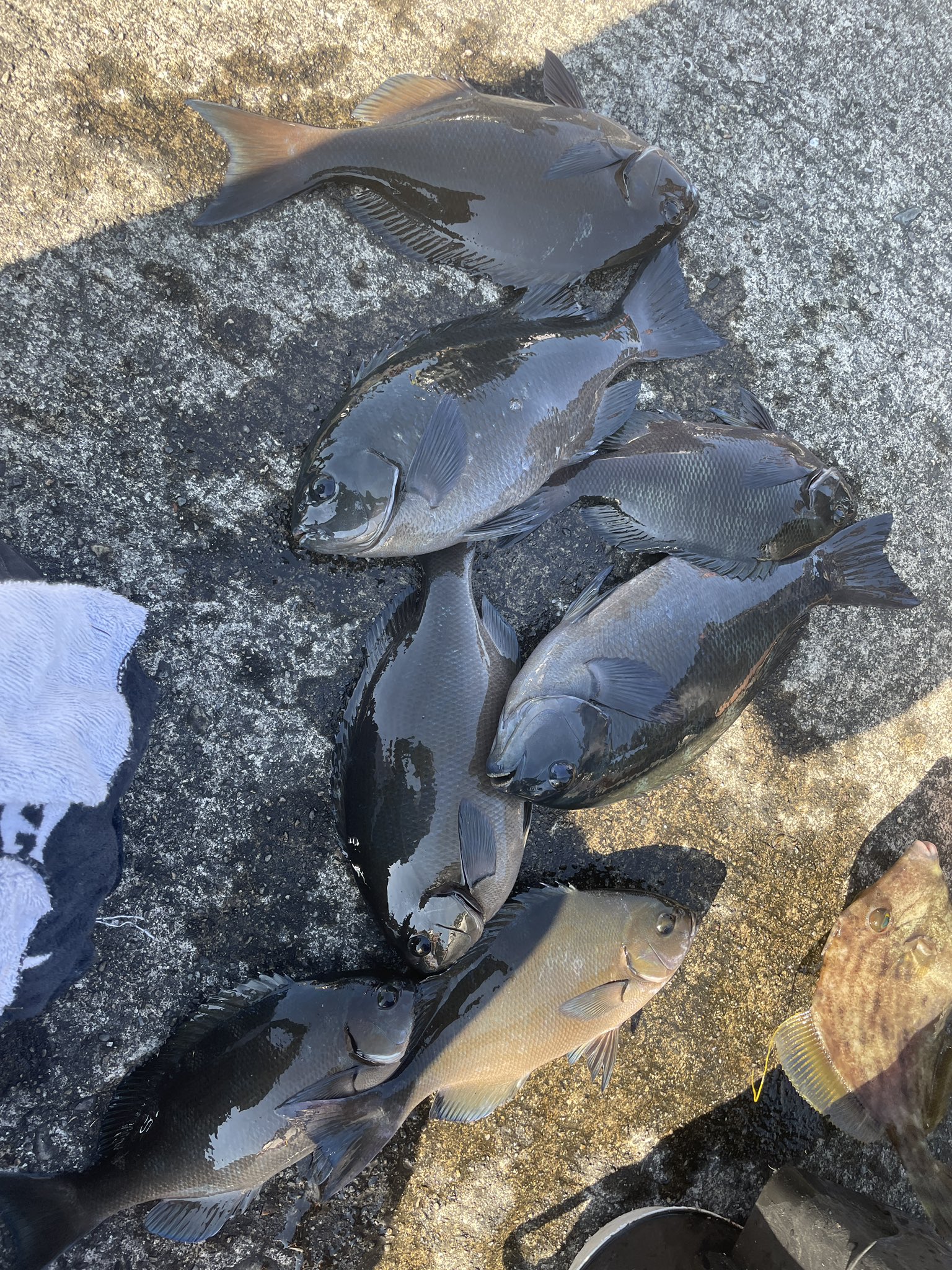 くしもと大橋 和歌山県串本町 土木ウォッチング