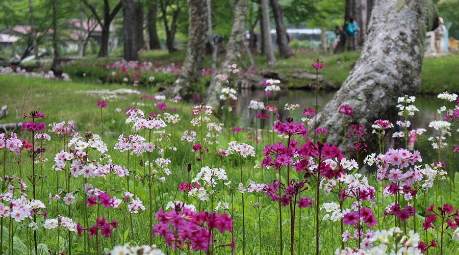 栃木 奥日光・千手ヶ浜美しいクリンソウを見に中禅寺湖畔ハイキング -