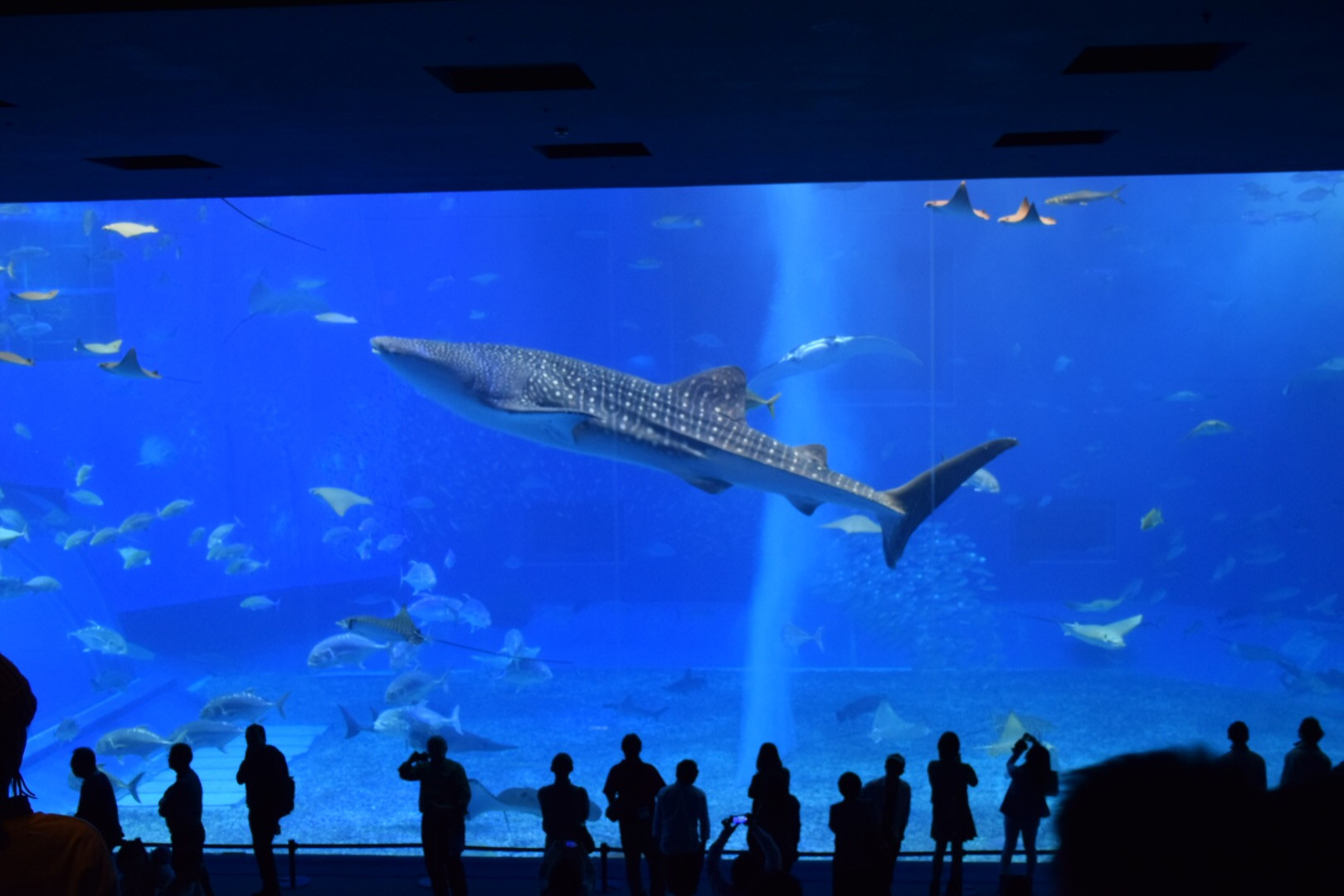 鹿島観光自動車 株 神栖市観光協会