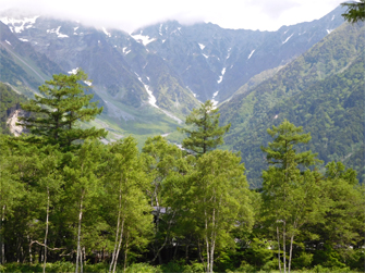 上高地に咲いたショウキラン - 上高地ネイチャーガイドFIVESENSE ファイブセンス