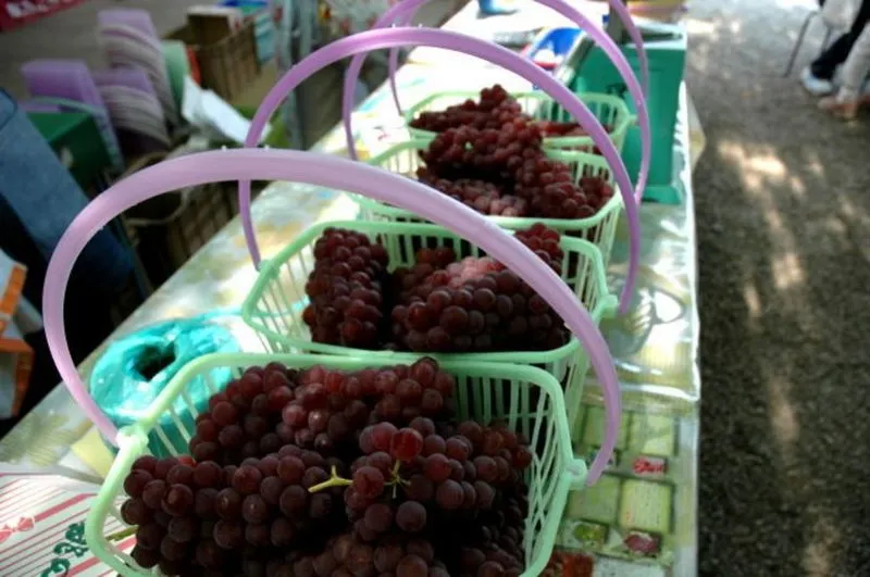 みはらしの千果園子供とお出かけ情報「いこーよ」