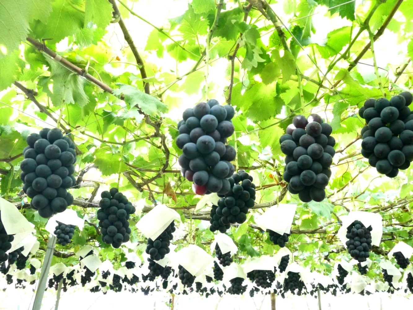 山梨 ワインの街勝沼ぶどう郷徒歩で8軒のワイナリー巡り 日本ワイン Walking