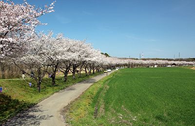 都幾川桜堤埼玉県嵐山町- 佳景探訪