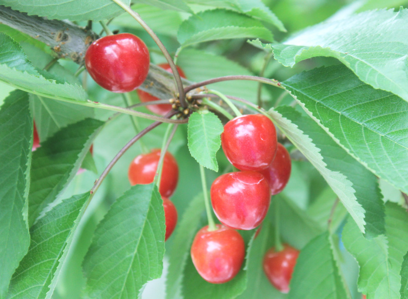 フルーツ狩りの検索結果 楽天トラベル 観光体験58件