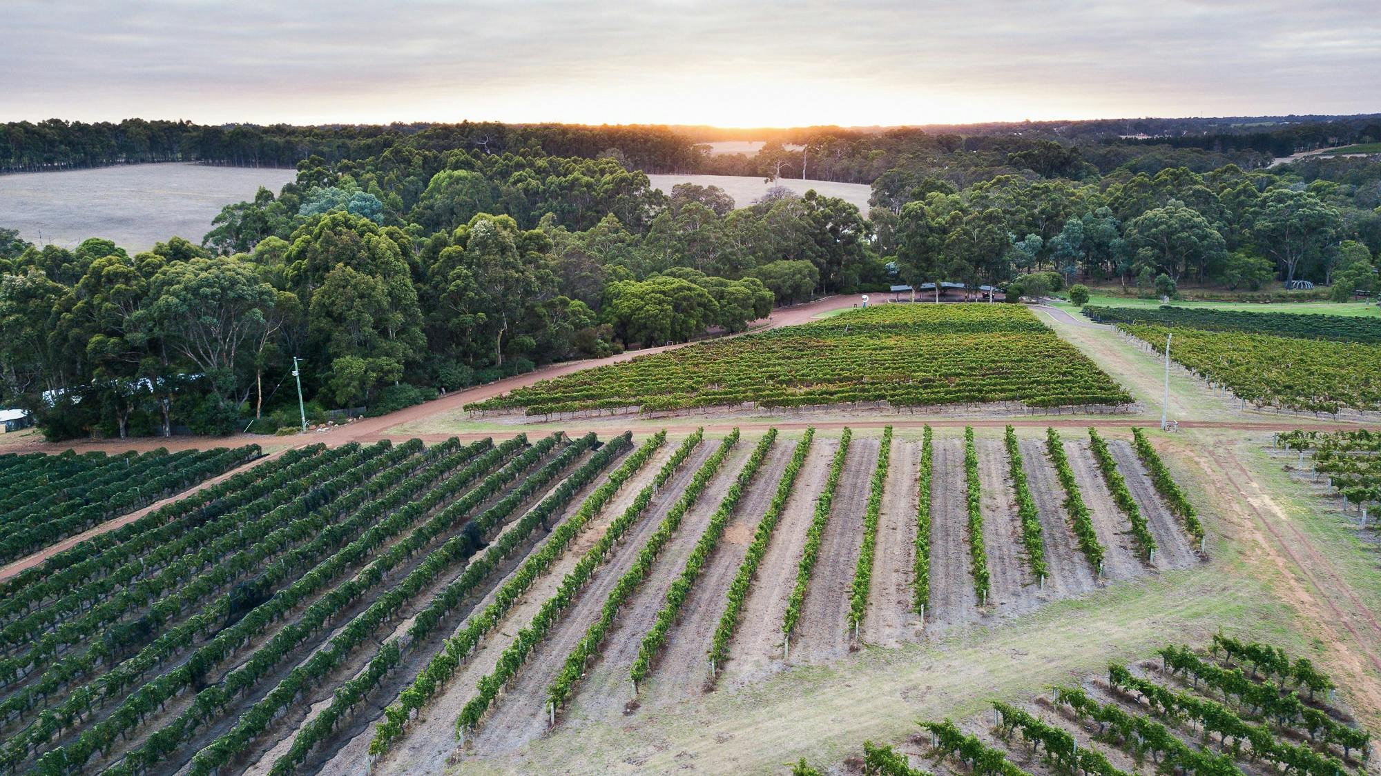 オーストラリアの海岸にコウテイペンギン、南極から数千キロを旅して漂着 - CNN.co.jp