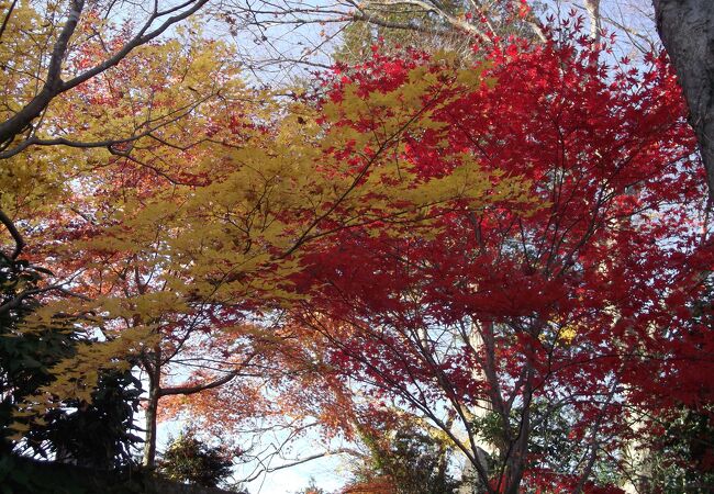 🍁紅葉が見頃です！🍁 大子町にある通称「もみじ寺」の永源寺では、紅葉が見頃を迎えています！！ かわいいお地蔵様が迎えてくれて、高台にあるので大子の秋を感じられます✨️圧巻の紅葉を、是非ご覧ください！！ 撮影：2024年11月19日 大子町