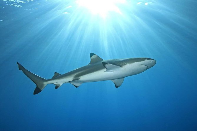 プロウスリブ きれいすぎる海！ジャカルタから船で90分、プトゥリ島に日帰り旅行してみたTatsu04aのインドネシア生活ブログ