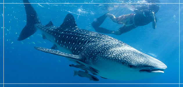 大迫力！ジンベエザメ シュノーケル＜4名様＞ - 沖縄県読谷村ふるさとチョイス -