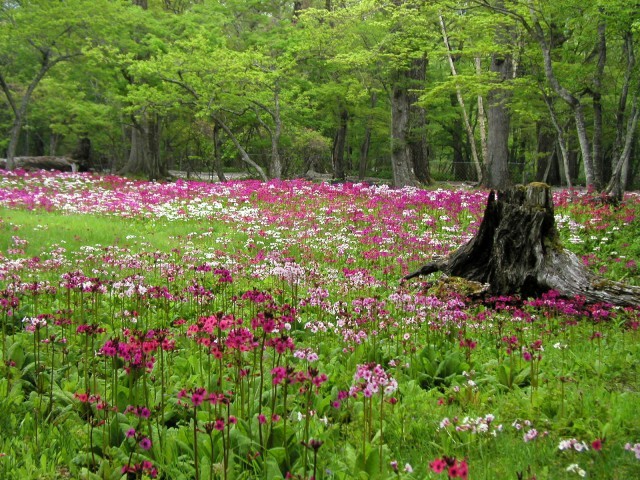 中禅寺湖・千手ヶ浜ニッポン旅マガジン