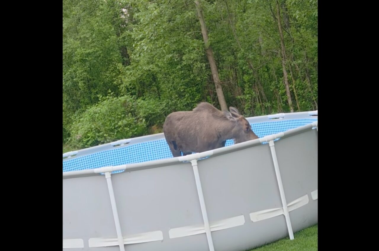 自宅の庭に本格的なプールを！ポイント５点東京・外構専門店プールの専門家が知っておくべきポイントを分かり易く解説