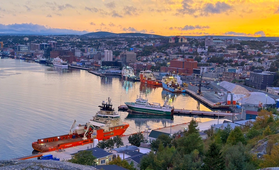 ニューファンドランドの性格や特徴は？飼い方のコツや寿命などについて解説 獣医師監修 ワンクォール