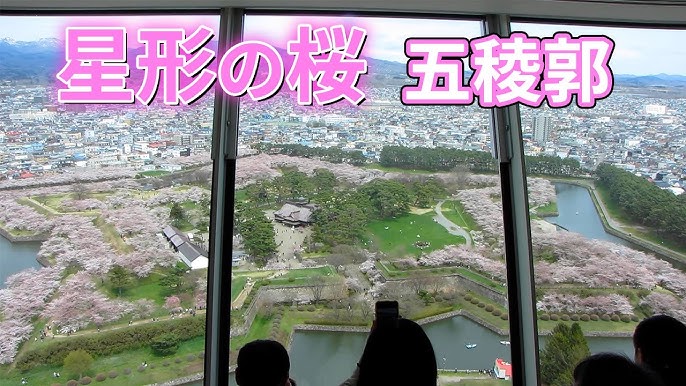 満開、五稜郭公園の夜桜 5 3夕方～夜