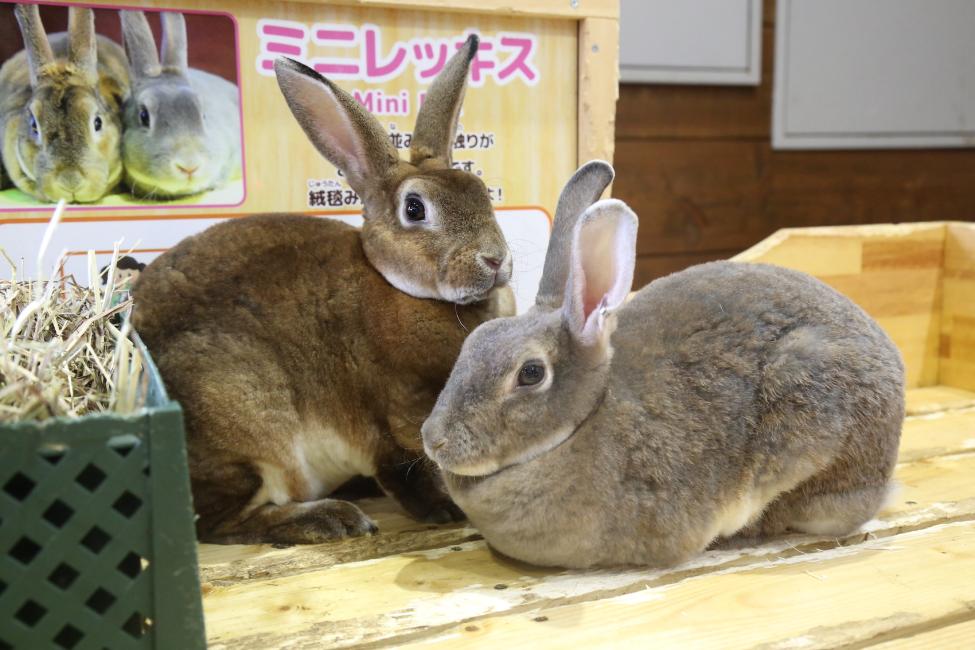 マザー牧場 バンジージャンプまとめ！料金、高さ、怖さ、身長制限、過去の事故や安全対策も