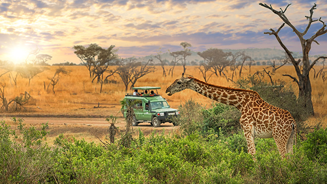 最新 2025年情報 ケニア国立公園サファリツアー海外旅行のSTW