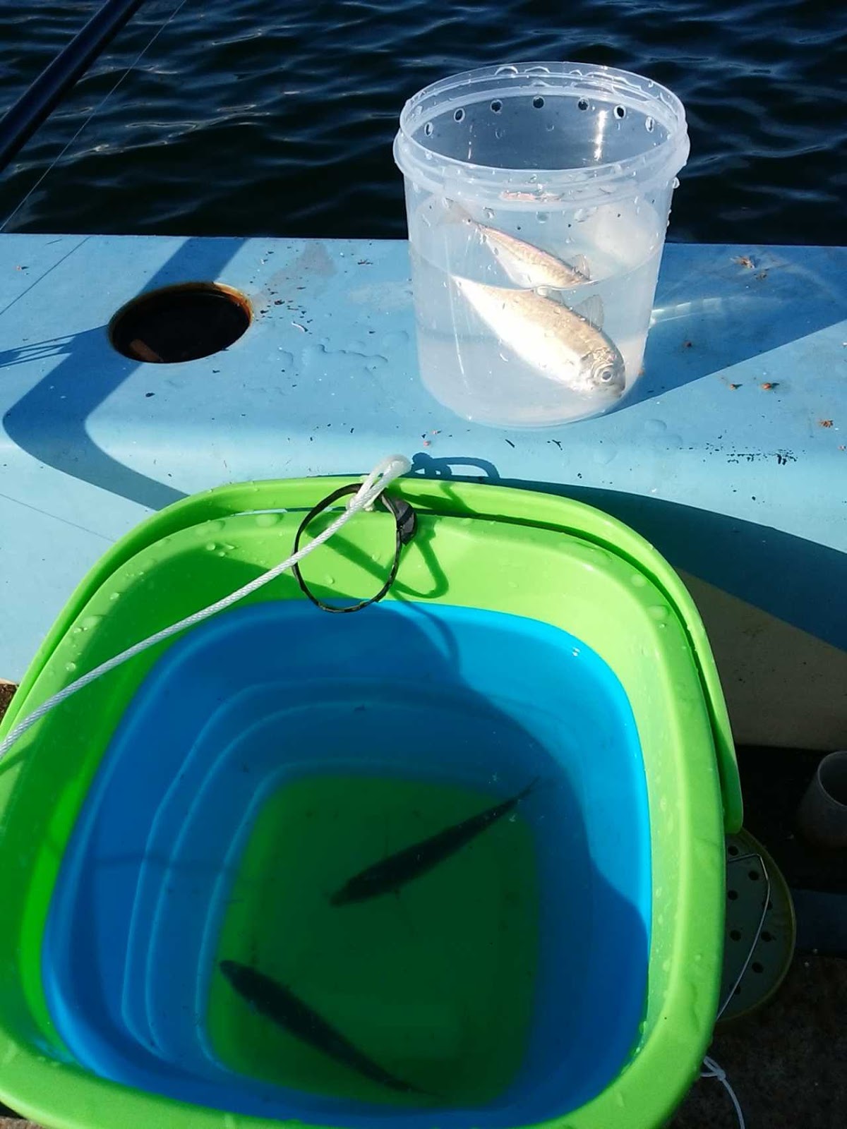 アジの締め方と保存方法Crazy Fishing