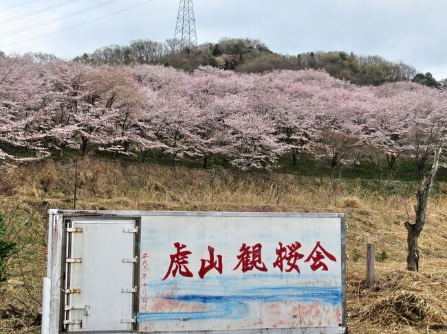 桜満開！熊谷へお花見サイクリング
