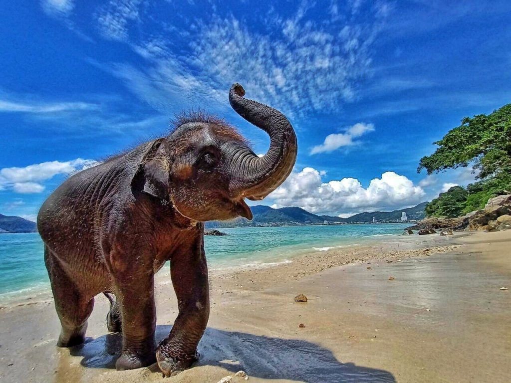 しまかぜ日本語ガイド＆専用車で周るプーケット観光象乗り、象の水浴び エレファントスイム とタイガーキングダムツアー しまかぜ案内人