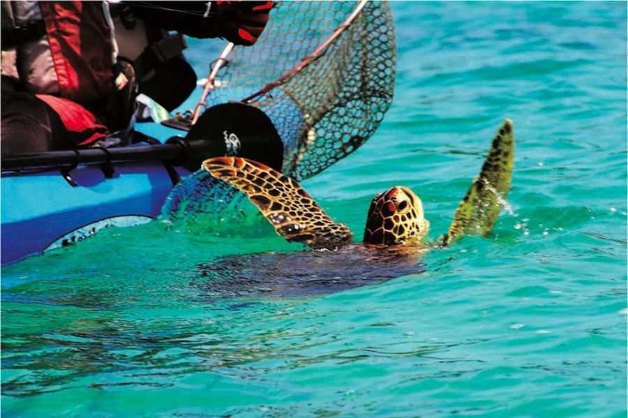 森とさかな:２０２４ 釣行記 フライフィッシング編 石垣島最終日。