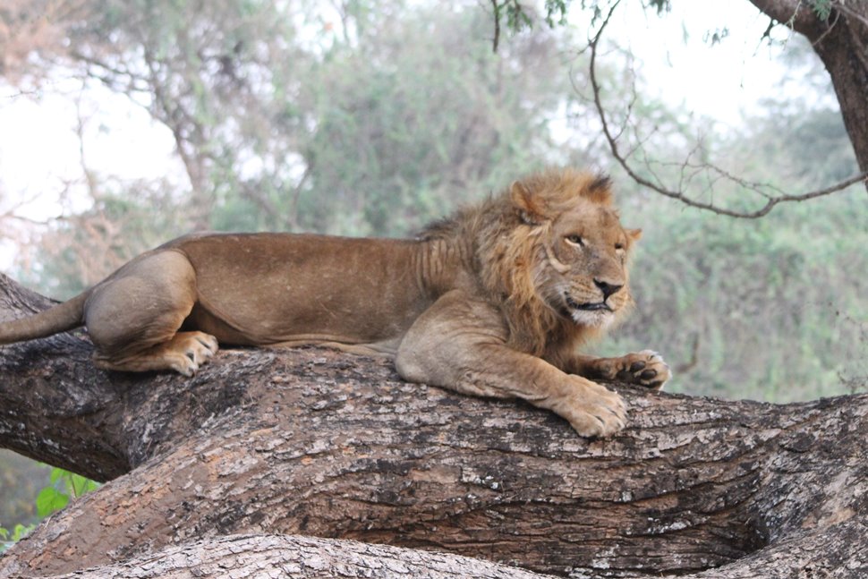 ザンビア観光で行ってよかったスポット5選！ビクトリアの滝だけじゃない魅力を紹介 - 地球人