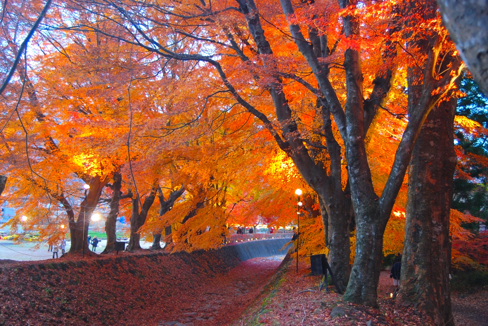 河口湖で紅葉のライトアップ！夜のもみじ狩りを楽しもう観光・イベントFuji,CanGo - 地元スタッフが教える富士山・河口湖・富士五湖観光ガイド
