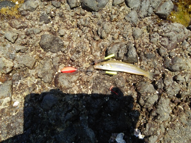 釣果情報 - 釣り船角田