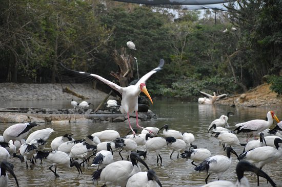 美ら海水族館 の入場料は安くなる？割引チケットや周遊パスでお得に沖縄観光しよう