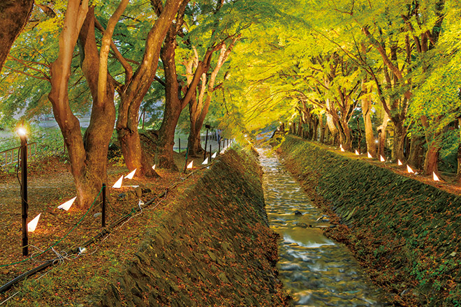 富士 河口湖 紅葉まつり もみじ回廊 アコモさんαcafe