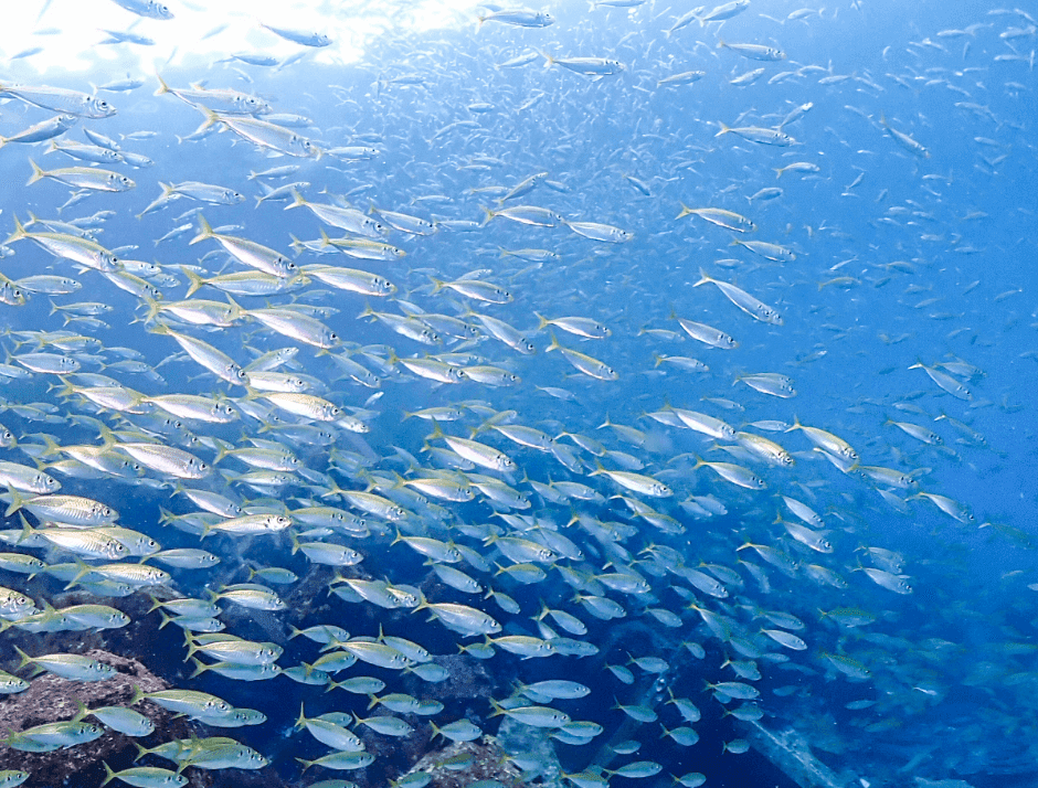 ソーシャルメディアストーリーのアイコンのセットが、海の中でハイライト表示されます。美しいウミガメやイルカがいる水中の風景は波に飛び乗り、海藻に隠れた水馬、岩の上の灯台。フラットアートのベクター画像イラスト」のベクター画像素材 ロイヤリティフリー