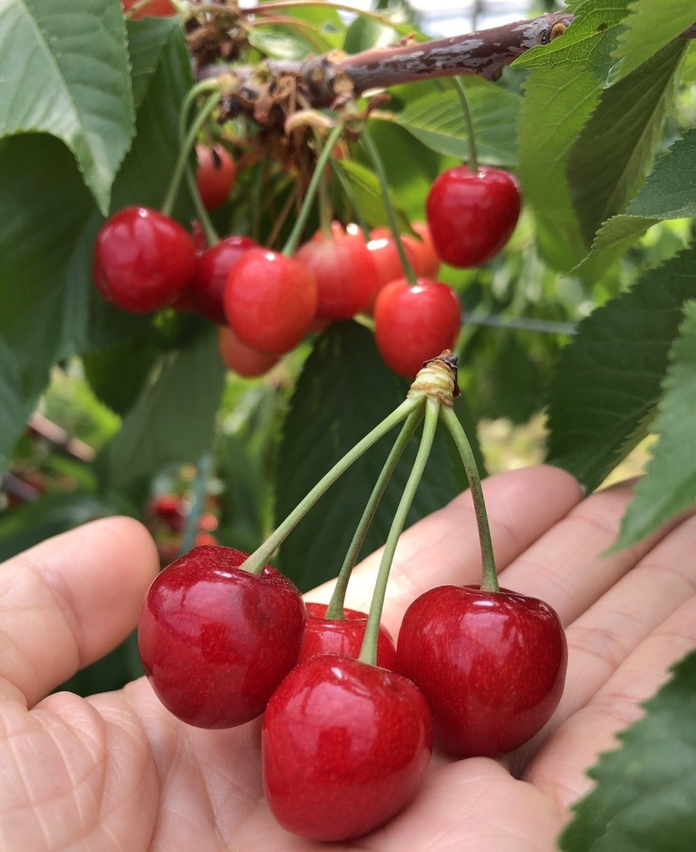旬は短し食せよ桜桃”「さくらんぼ狩り」のできる長野県内オススメスポットまとめ – Web-Komachi