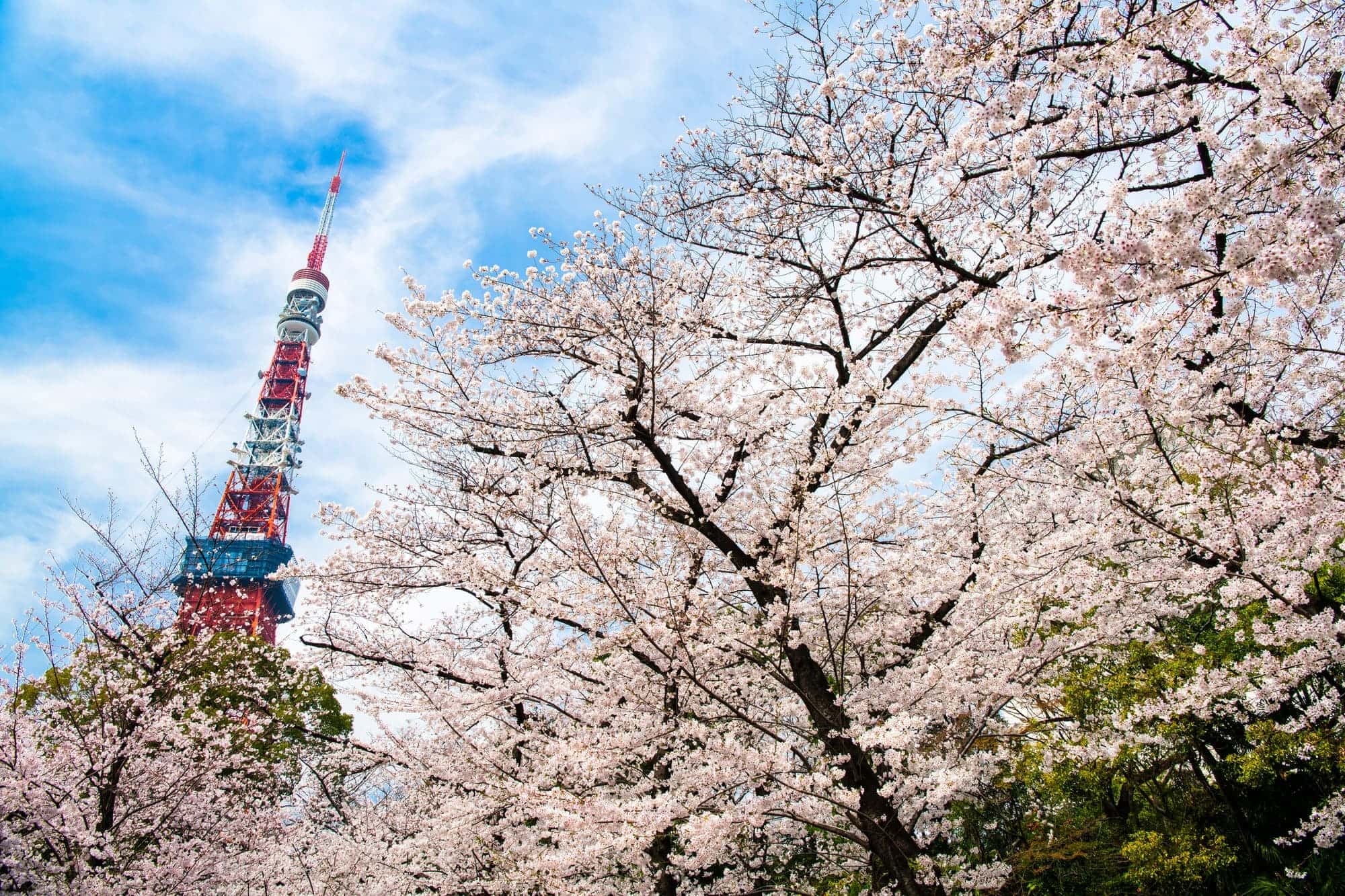 東京・芝公園 東京タワーをバックにロマンティックな写真を撮ろう！カップル歓迎！アクティビティジャパン