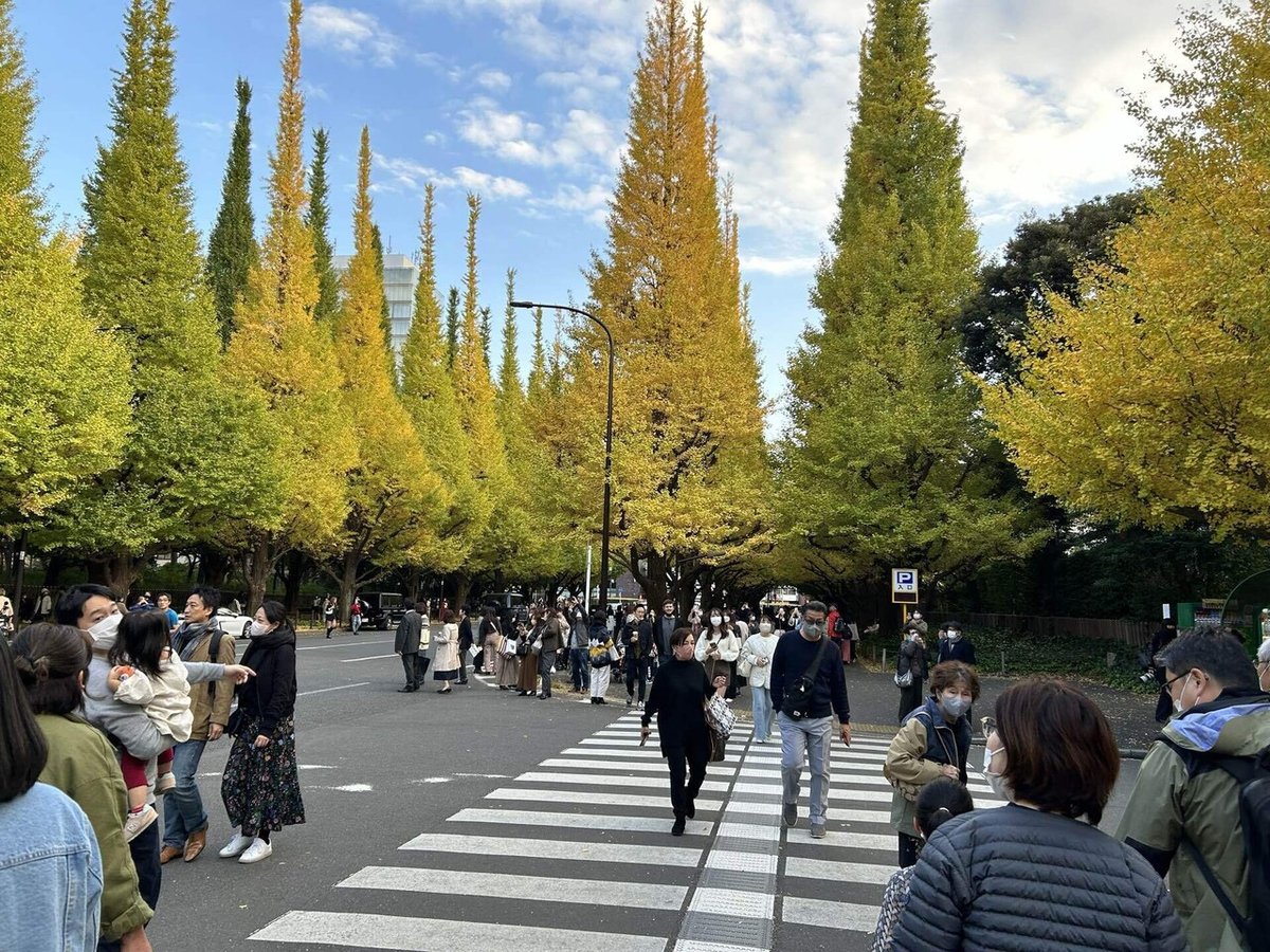 神宮外苑の銀杏並木は歩行者天国に＼ ◎o◎: 自然のキャンバス