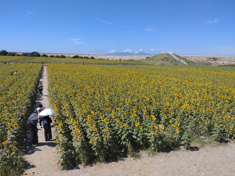 2025 第27回 柳川ひまわり園は9月13日から 9月8日現在の生育状況です！柳川むつごろう会むつごろうランド