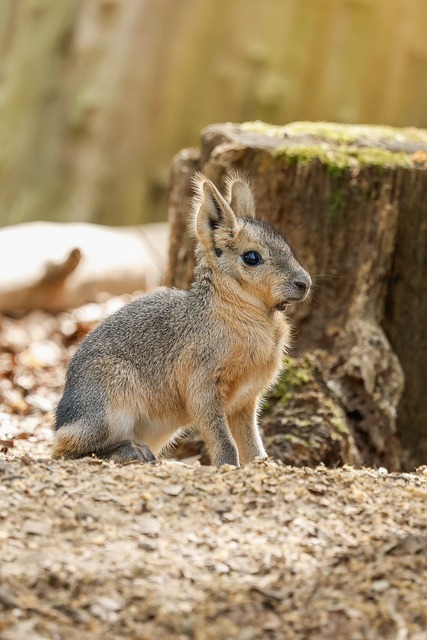 ダーク・ダックス 森ヶ崎海岸 歌詞 -